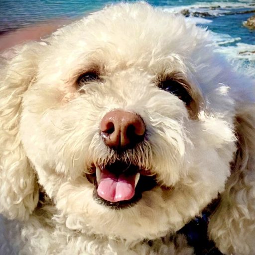 Mini cream Poodle closeup of smiling face