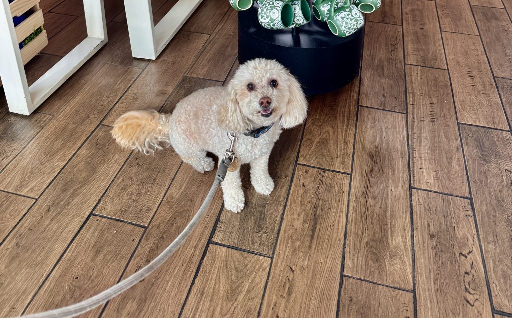 Mini white poodle sitting in front of retail display of mugs
