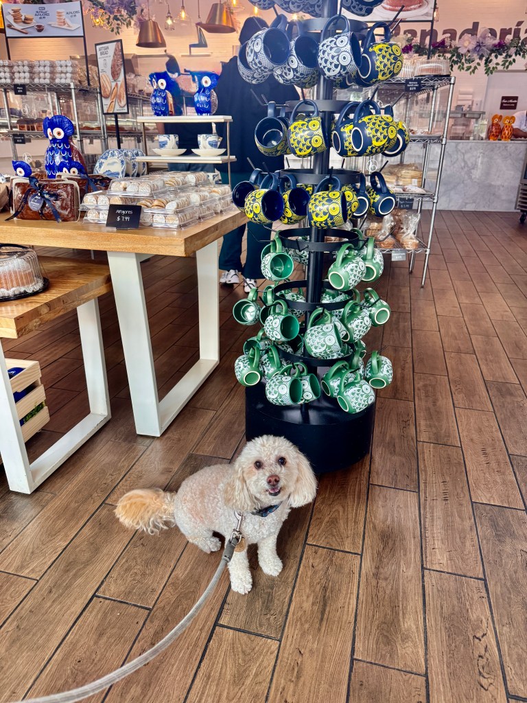 Mini white poodle sitting in front of retail display of mugs