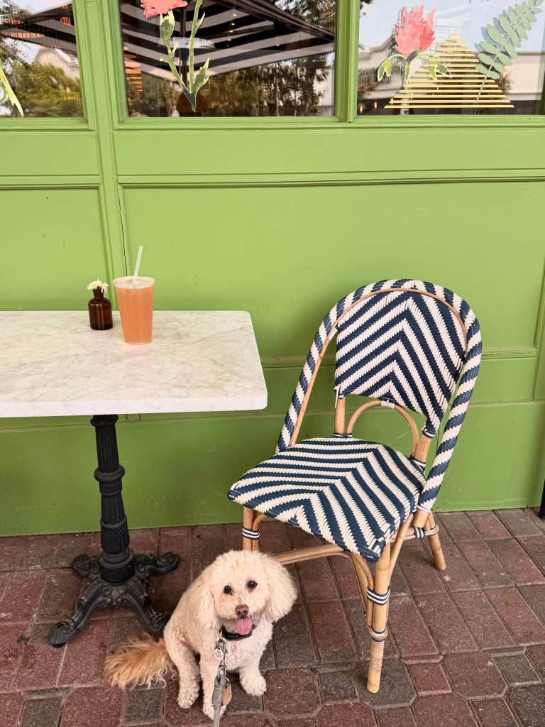 Mini Poodle sitting next to an outdoor cafe table