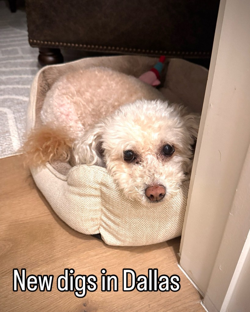 Mini white poodle resting her head on her dog bed