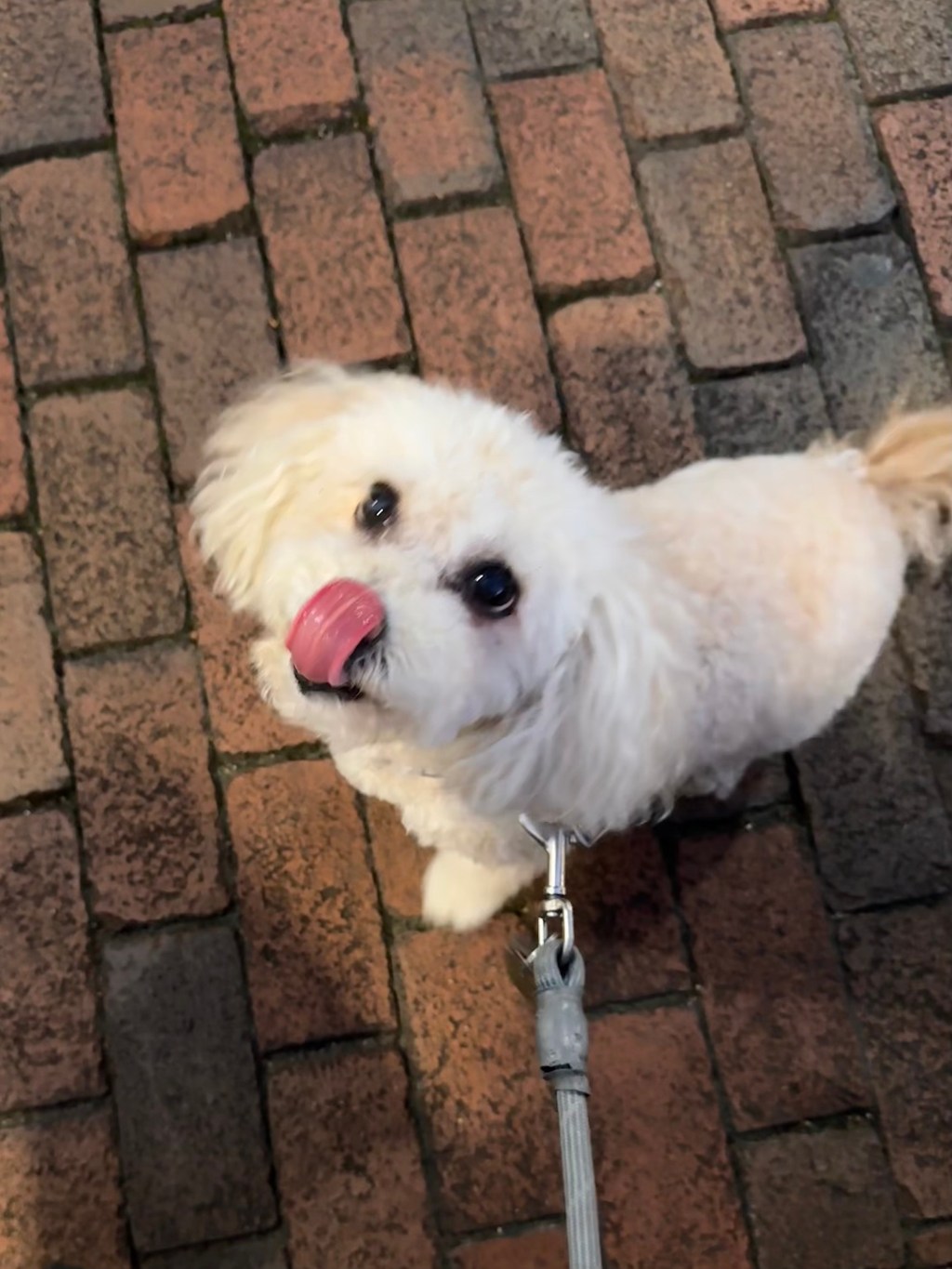 Dolly Llama: Delicious&nbsp;happiness