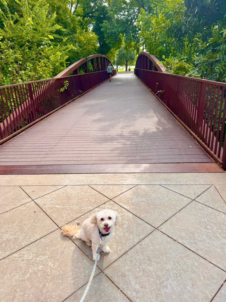 Izzy in Vitruvian Park, Addison