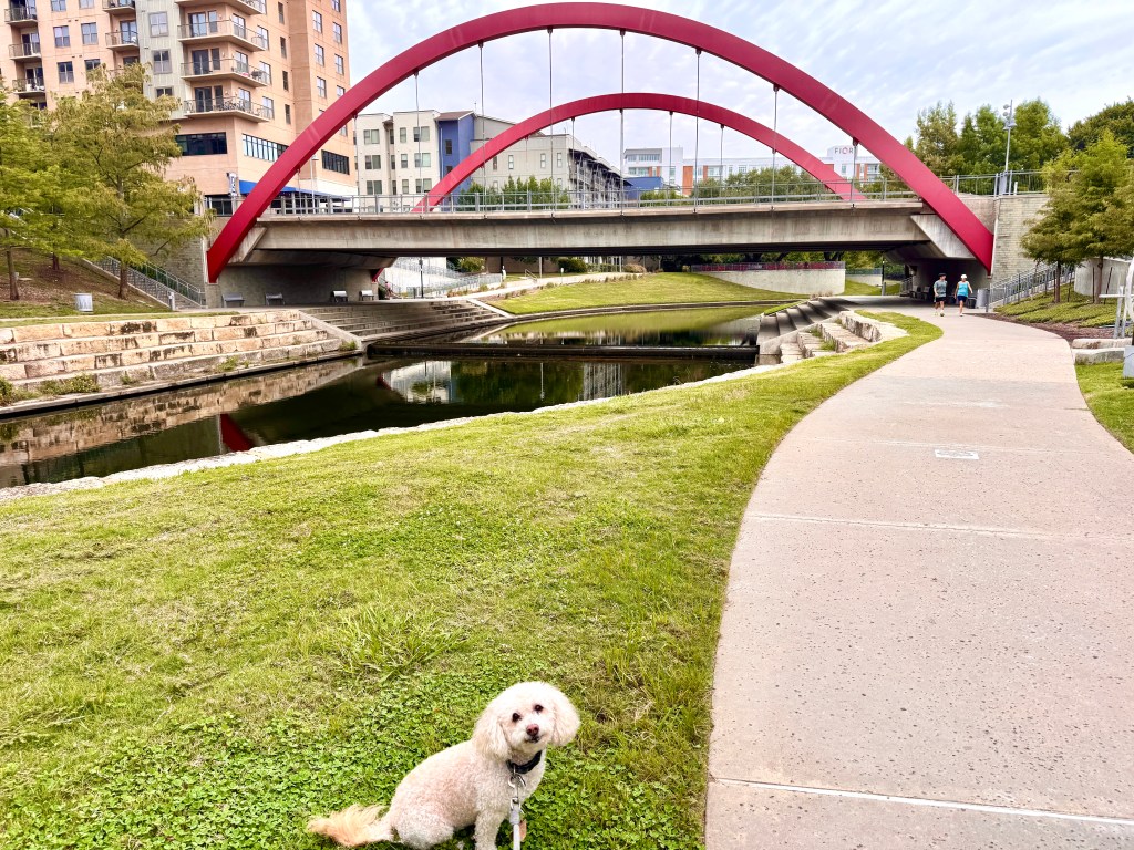 Izzy waits to walk the Vitruvian Trail in Addison