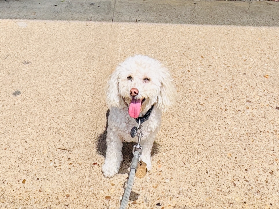 Nicholson-Hardie garden center