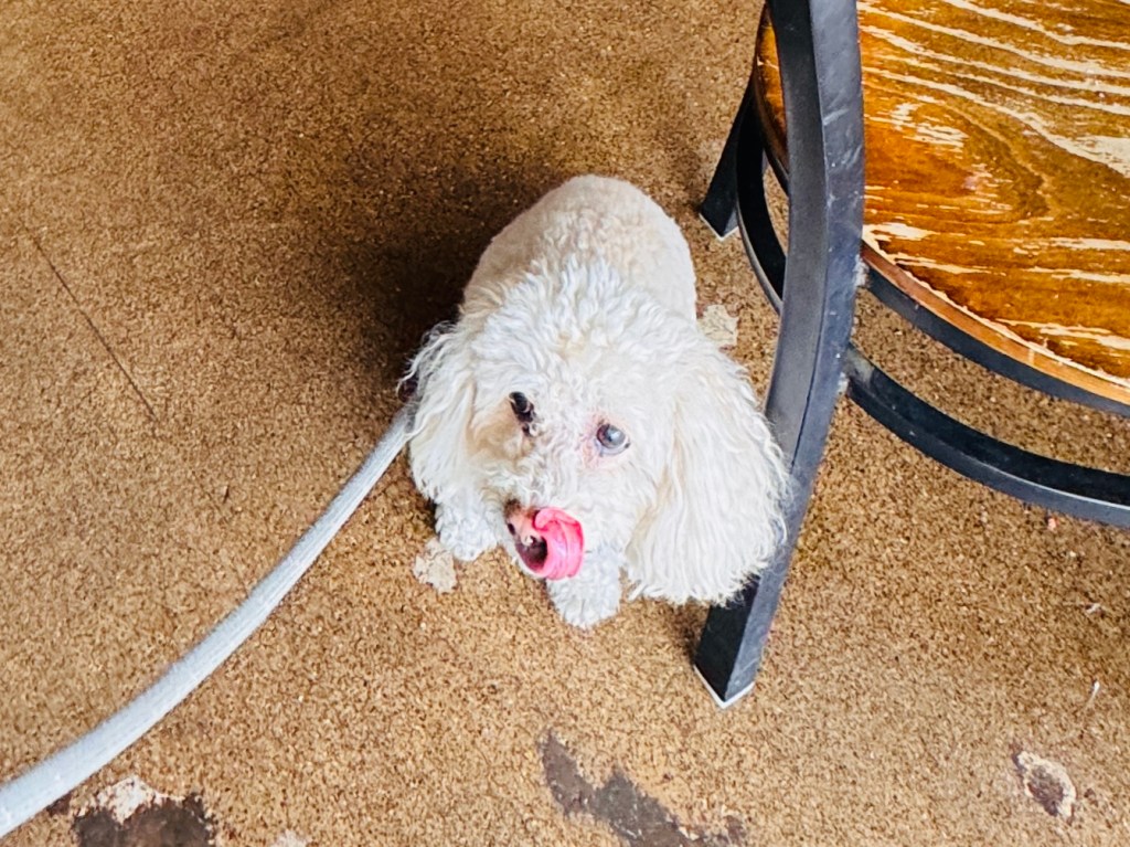 Finally! A Good Bagel at&nbsp;Shug’s