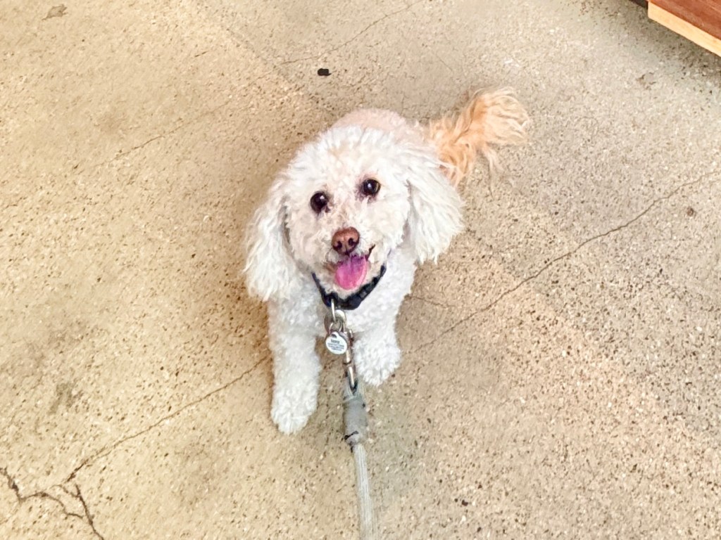 Everbowl: Delicious Açaí