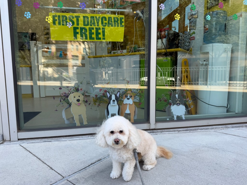 Izzy after her bath at Dog City groomers