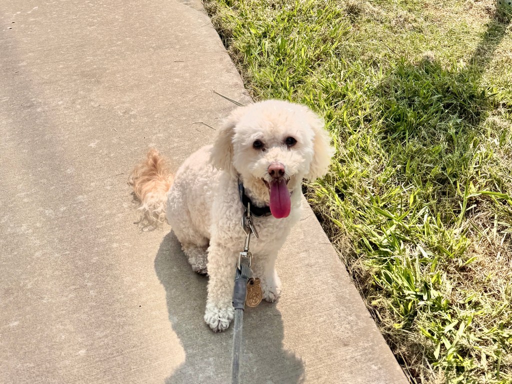 Izzy resting along the Northaven Trail