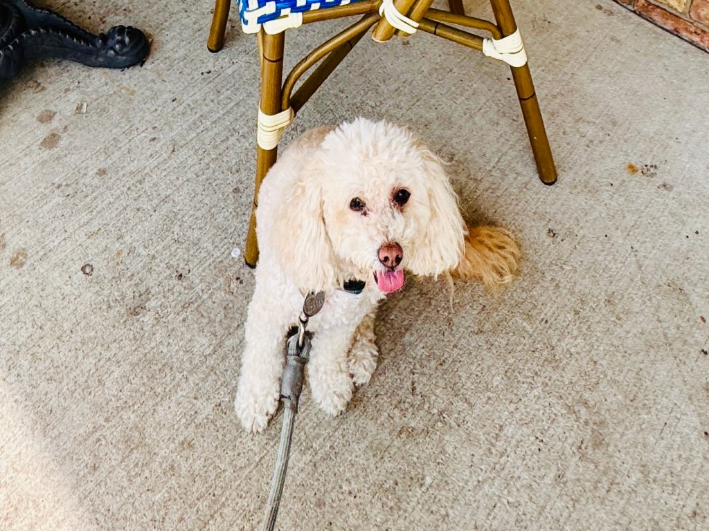Izzy at la Madeleine's Mockingbird location near SMU